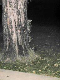 Orphan Raccoons