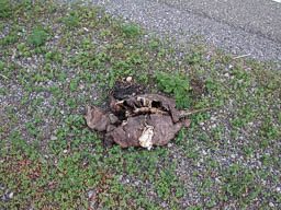 Dead Snapping Turtle