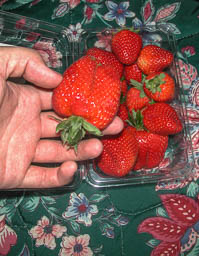 Massive Strawberries
