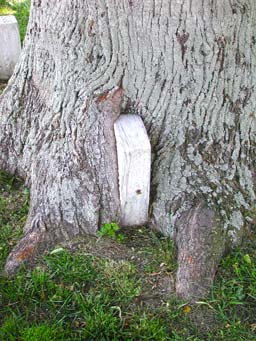 Tombstone being consumed by a tree.