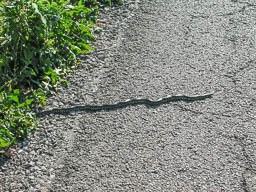 Not the normal black snake