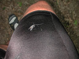 Bird poop from bombing run as I rode into park.