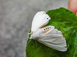 Cool moth