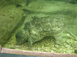160 lb Alligator Snapping Turtle