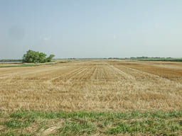 Fields of harvested wheat